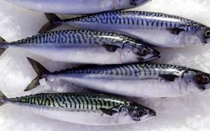 Cá thu – “Vua omega-3” trong các loại cá